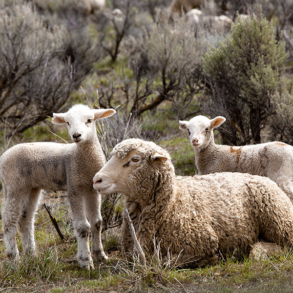Domestic sheep